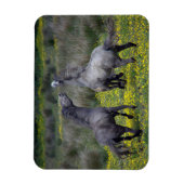 Twee paarden Buck en Play Magneet (Verticaal)