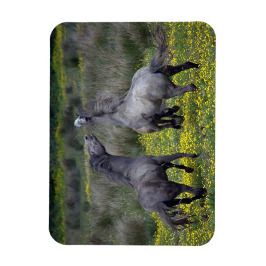 Twee paarden Buck en Play Magneet (Verticaal)