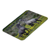 Twee paarden Buck en Play Magneet (Linkerzijde)
