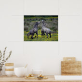 Twee paarden Buck en Play Poster (Keuken)
