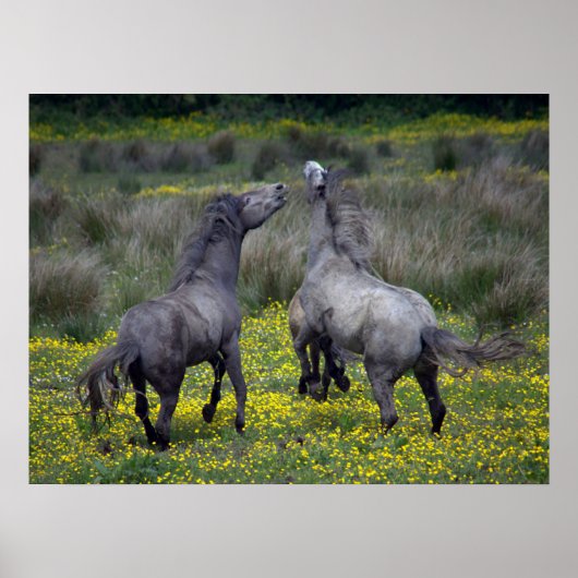 Twee paarden Buck en Play Poster (Voorkant)