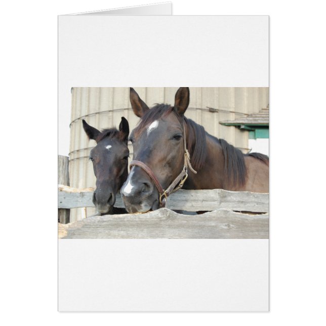 Twee paarden Chewin a Fence (Voorkant)