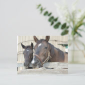 Twee paarden Chewin a Fence Briefkaart (Staand voorkant)