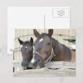 Twee paarden Chewin a Fence Briefkaart (Voorkant / Achterkant)