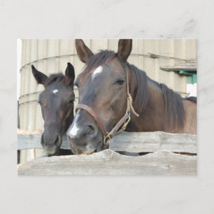 Twee paarden Chewin a Fence Briefkaart