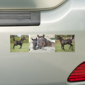 Twee paarden Chewin a Fence Bumpersticker (Op auto)