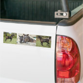 Twee paarden Chewin a Fence Bumpersticker (Op Truck)