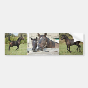 Twee paarden Chewin a Fence Bumpersticker