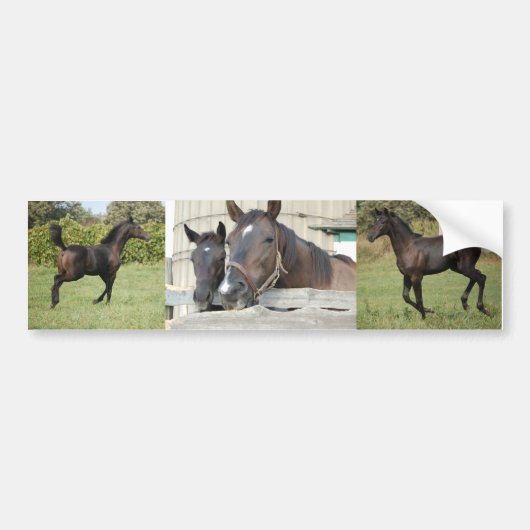 Twee paarden Chewin a Fence Bumpersticker (Voorkant)