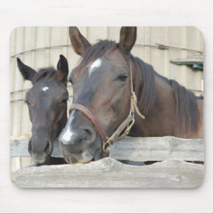 Twee paarden Chewin a Fence Muismat