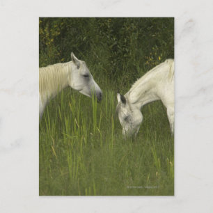 Twee paarden die gras eten briefkaart