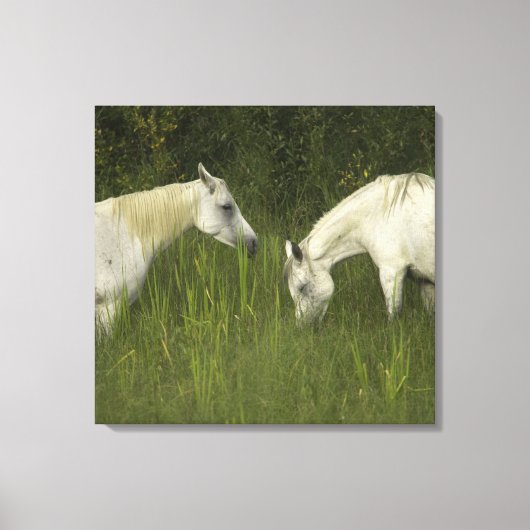 Twee paarden die gras eten canvas afdruk (Voorkant)