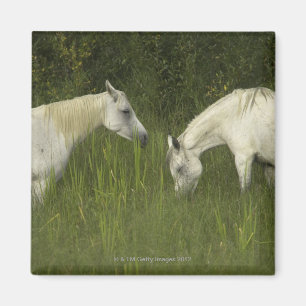 Twee paarden die gras eten magneet