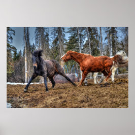 Twee paarden die paarden afspelen, Ranch Equine-fo Poster