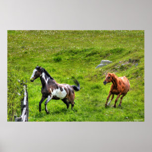Twee paarden die paarden afspelen, Ranch Equine-fo Poster