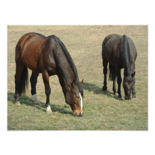 Twee paarden - foto afdruk