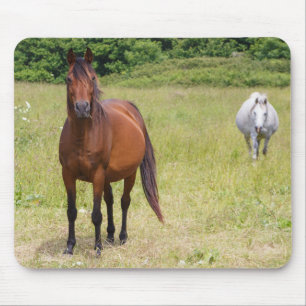 Twee paarden in een veld muismat
