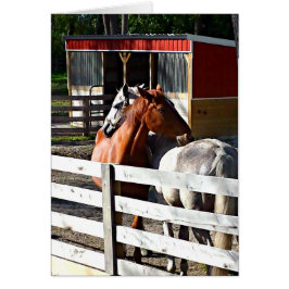 Twee paarden in liefde