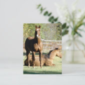 Twee paarden in pasta briefkaart (Staand voorkant)