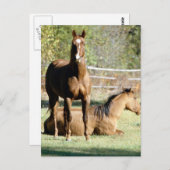 Twee paarden in pasta briefkaart (Voorkant / Achterkant)