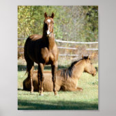 Twee paarden in pasta poster (Voorkant)