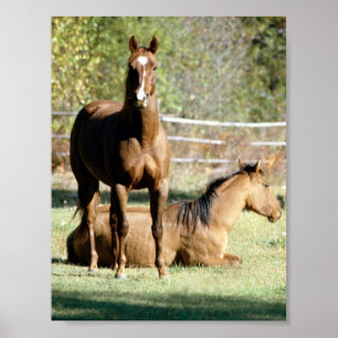 Twee paarden in pasta poster