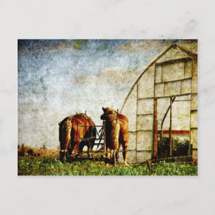 Twee paarden klaar voor het werk briefkaart