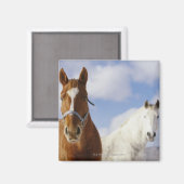 Twee paarden magneet (Voorkant / Achterkant)