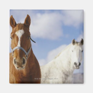 Twee paarden magneet