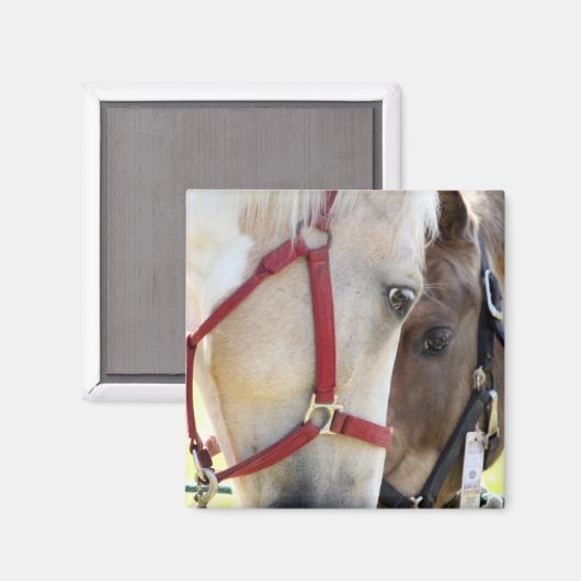 Twee paarden magneet (Voorkant / Achterkant)