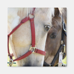 Twee paarden magneet