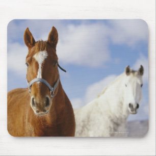 Twee paarden muismat