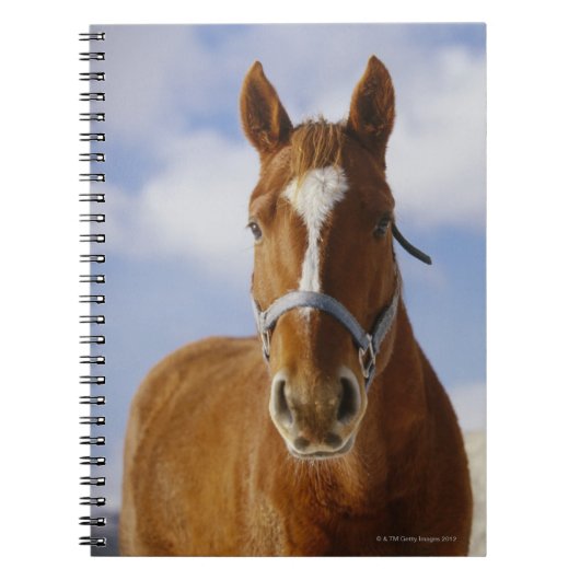 Twee paarden notitieboek (Voorkant)