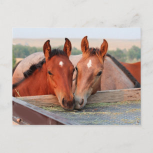 Twee paarden op een boerderij ansichtkaart briefkaart