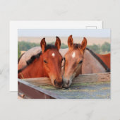 Twee paarden op een Boerderij Briefkaart (Voorkant / Achterkant)