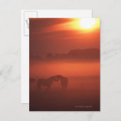 Twee paarden op zonsondergang briefkaart (Voorkant / Achterkant)