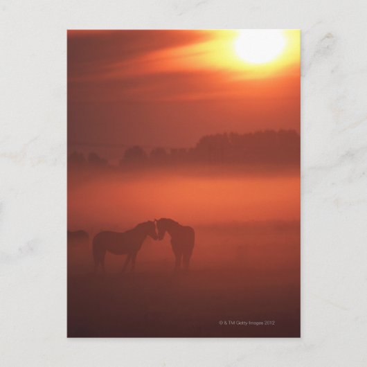 Twee paarden op zonsondergang briefkaart (Voorkant)