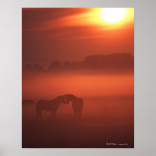 Twee paarden op zonsondergang poster