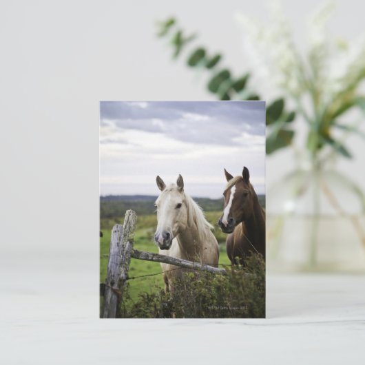 Twee paarden staan in de buurt van een hek in het  briefkaart (Staand voorkant)