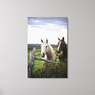 Twee paarden staan in de buurt van een hek in het  canvas afdruk