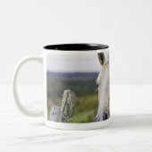 Twee paarden staan in de buurt van een hek in het tweekleurige koffiemok (Links)