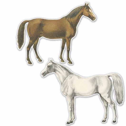 Twee  paarden sticker (Voorkant)