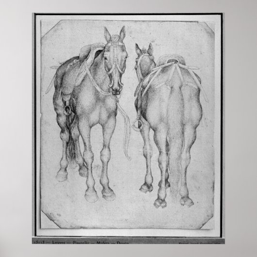 Twee paarden uit het Album van de Vallardi Poster (Voorkant)