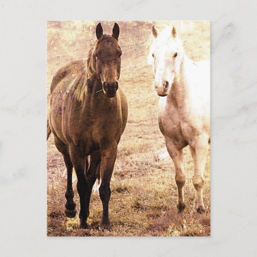 Twee Paardenmaatjes Sepia Briefkaart (Voorkant)