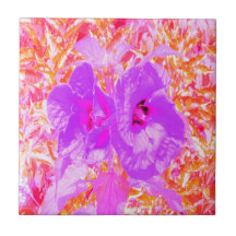 Twee Paarse en warme roze roze luiers hibiscus