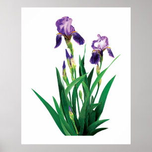 Twee Paarse Irises Poster