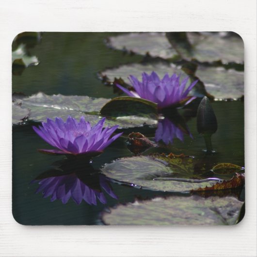 Twee Paarse Lotus Waterlilies Muismat (Voorkant)