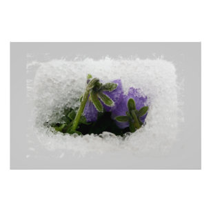 Twee paarse paniekjes foto afdruk