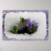 Twee paarse paniekjes poster (Voorkant)