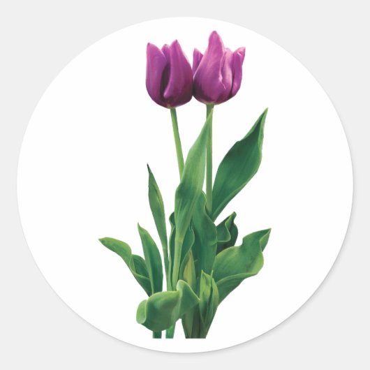 Twee Paarse Tulpen Ronde Sticker (Voorkant)